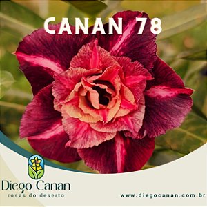 Enxerto CANAN 78 PERFUMADA