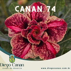 Enxerto CANAN 74 PERFUMADA