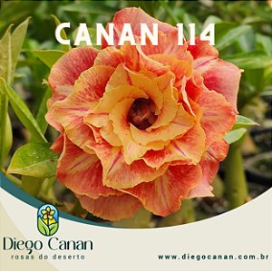 Enxerto CANAN 114 PERFUMADA