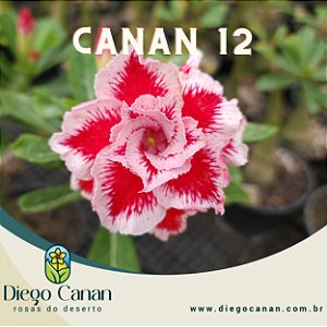 Enxerto CANAN 12