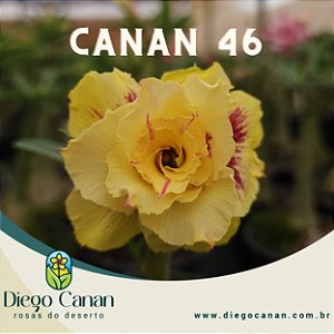 Enxerto CANAN 46