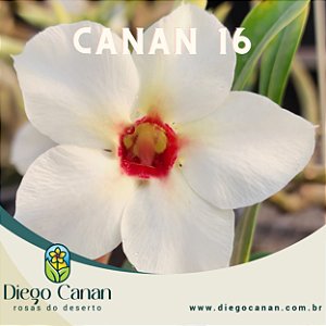 Enxerto CANAN 16 - PERFUMADA