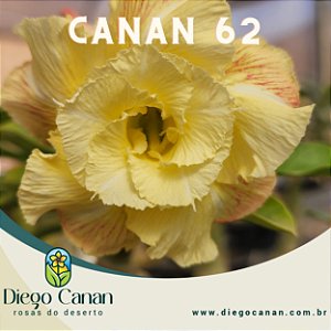 Enxerto CANAN 62