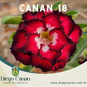 Enxerto CANAN 18