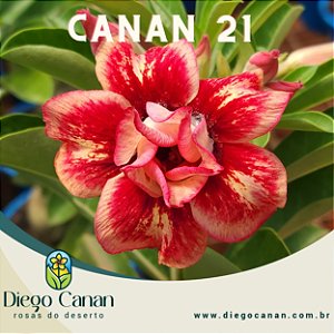 Enxerto CANAN 21 PERFUMADA