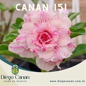 Enxerto CANAN 151 PERFUMADA