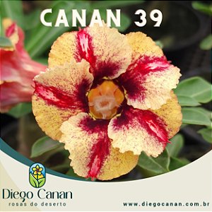 Enxerto CANAN 39 PERFUMADA