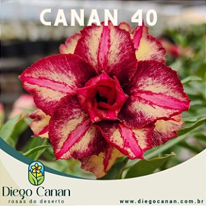 Enxerto CANAN 40 PERFUMADA