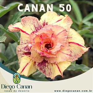 Enxerto CANAN 50 PERFUMADA
