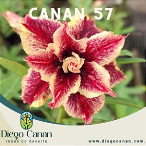 Enxerto CANAN 57 PERFUMADA
