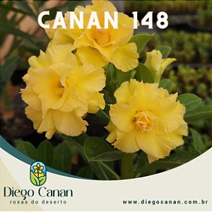 Enxerto CANAN 148