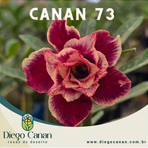 Enxerto CANAN 73 PERFUMADA