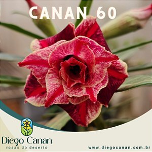 Enxerto CANAN 60
