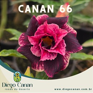 Enxerto CANAN 66