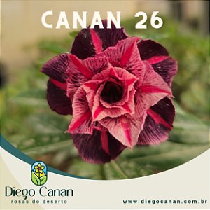 Enxerto CANAN 26