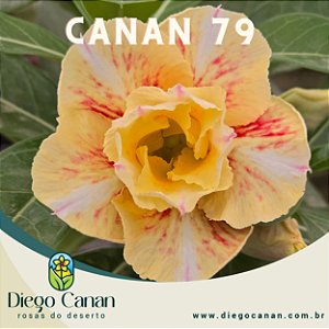 Enxerto CANAN 79