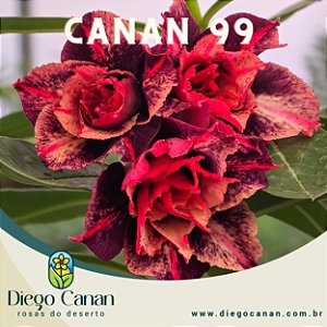 Enxerto CANAN 99 PERFUMADA