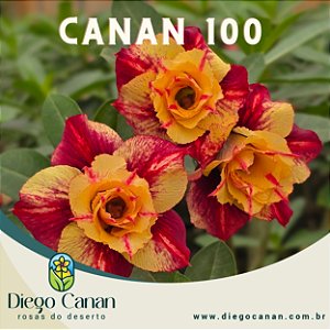 Enxerto CANAN 100 PERFUMADA