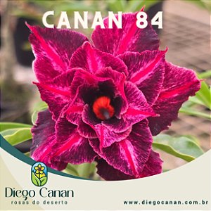 Enxerto CANAN 84 PERFUMADA