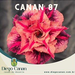 Enxerto CANAN 87 - PERFUMADA