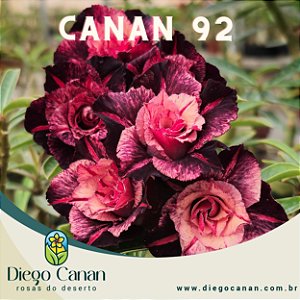 Enxerto CANAN 92 PERFUMADA