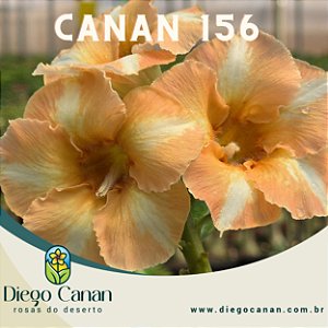 Enxerto CANAN 156 PERFUMADA