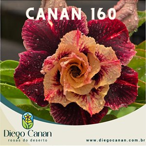 Enxerto CANAN 160 PERFUMADA