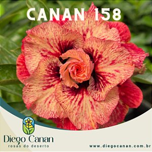 Enxerto CANAN 158 PERFUMADA