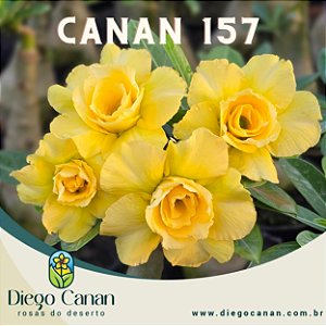 Enxerto CANAN 157 PERFUMADA