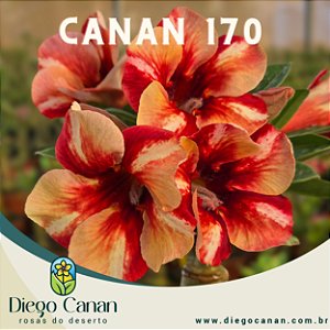 Enxerto CANAN 170 PERFUMADA
