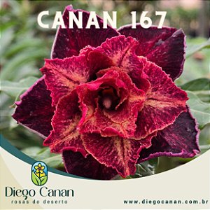 Enxerto CANAN 167 PERFUMADA