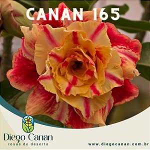 Enxerto CANAN 165 PERFUMADA