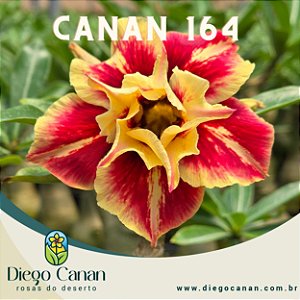 Enxerto CANAN 164 PERFUMADA