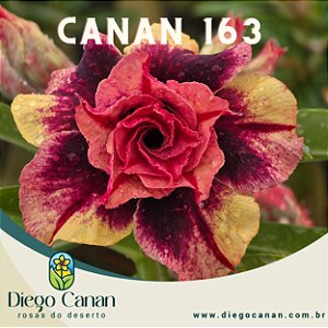 Enxerto CANAN 163 PERFUMADA