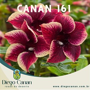 Enxerto CANAN 161 PERFUMADA