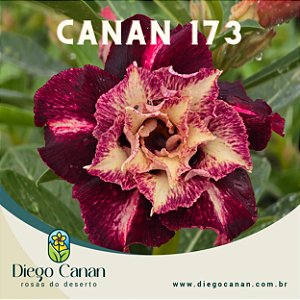 Enxerto CANAN 173 PERFUMADA