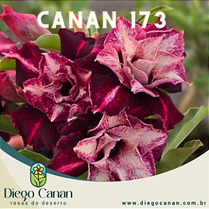 Enxerto CANAN 173 PERFUMADA
