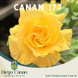 Enxerto CANAN 177 PERFUMADA