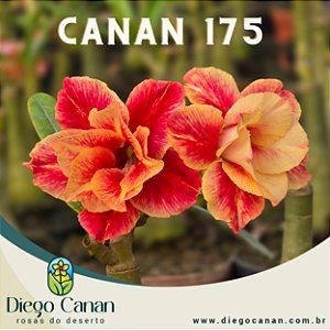Enxerto CANAN 175 PERFUMADA