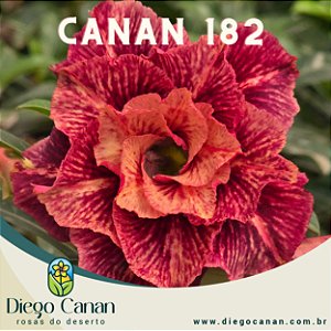 Enxerto CANAN 182 PERFUMADA