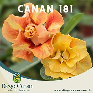 Enxerto CANAN 181 PERFUMADA