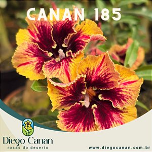 Enxerto CANAN 185 PERFUMADA
