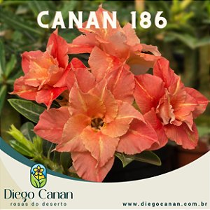 Enxerto CANAN 186 PERFUMADA