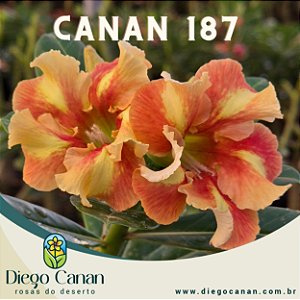 Enxerto CANAN 187 PERFUMADA