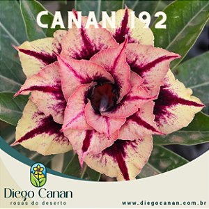 Enxerto CANAN 192 PERFUMADA