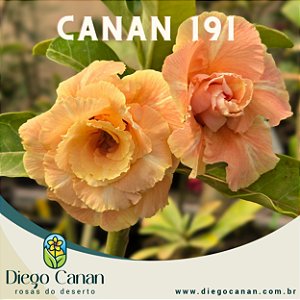 Enxerto CANAN 191 PERFUMADA