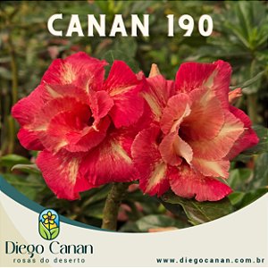 Enxerto CANAN 190 PERFUMADA
