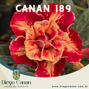 Enxerto CANAN 189 PERFUMADA