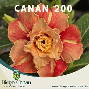 Enxerto CANAN 200 PERFUMADA