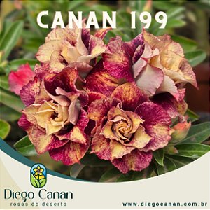 Enxerto CANAN 199 PERFUMADA